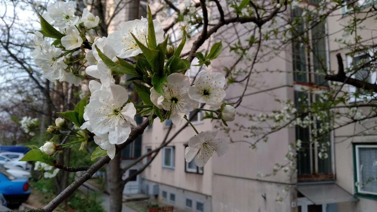 Gesztenyes Apartman Miskolc Eksteriør bilde
