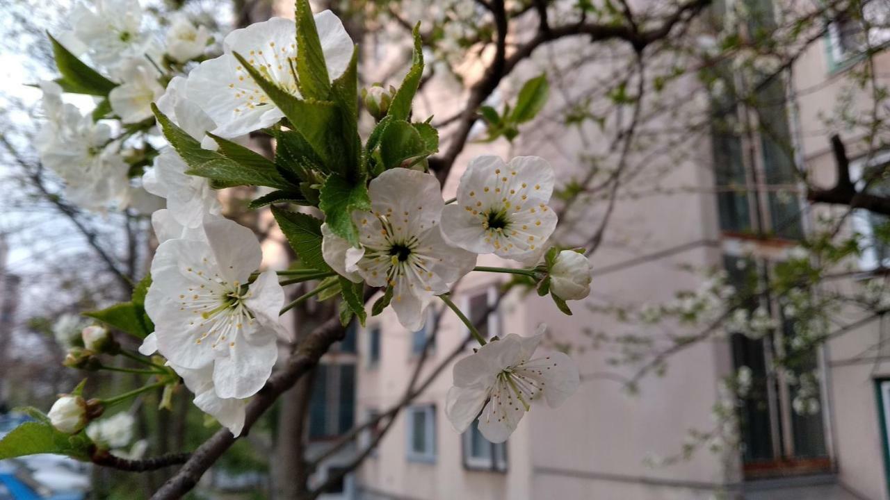 Gesztenyes Apartman Leilighet Miskolc Eksteriør bilde